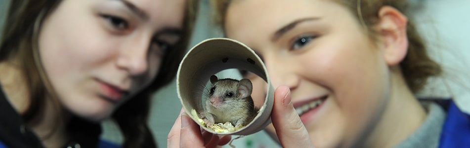 T-Level in Animal Care and Management